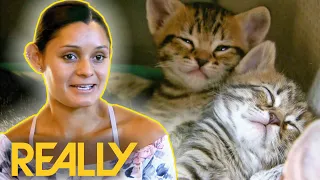 Adorable Kittens Capture The Hearts Of Vets | Dr Jeff: Rocky Mountain Vet