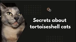 Why Tortoiseshell cats are the best cats to own