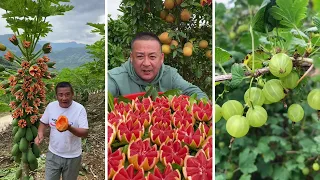 Farm Fresh Ninja Fruit Cutting | Oddly Satisfying Fruit Ninja #14