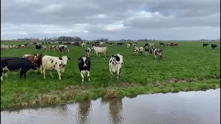 🐮