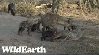 WildEarth - Sunrise  Safari - 26 Aug 2022