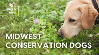 Midwest Conservation Dogs, Scent Detectives