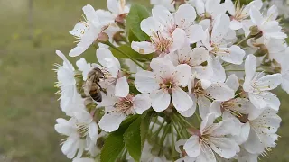 Прогулка по весеннему саду. Хорошая музыка для поднятия настроения