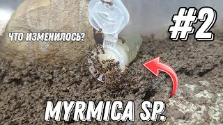 Что изменилось у моих муравьёв Myrmica?! #2 | #inshot