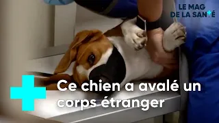 TEASER : Des vétérinaires experts de l'urgence - Le Magazine de la Santé