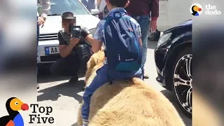 Bear Chained For Selfies Finally Runs Free + Animals Freedom Stories | The Dodo Top 5