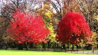 Central Park Fall Foliage 2009 HD