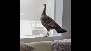 Uncut video: Wild turkey found in living room