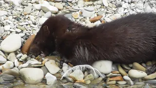 американская норка ест бокоплавов / american mink feeds on amphipods