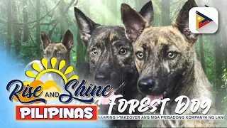 Indigenous dog breed na 'Philippine Forest Dog" o "Asong Gubat", kilalanin!