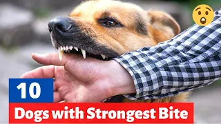10 Dogs with Strongest Bite Force in the World (Absolutely Shocking 😲)