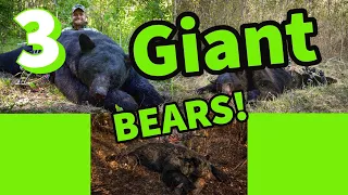 3 RAW UNEDITED BEAR HUNTS| BIG| BEARS!!! (Manitoba)