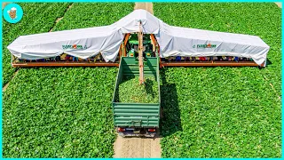 How European Farmers Harvest Millions of Tons of Vegetables | Agriculture Technology