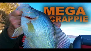 HUGE CRAPPIE CATCH (Multi-Species Fishing Video)