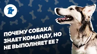 Почему собака знает команду, но не выполняет ее?