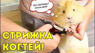 ТОЛИК ПОХУДЕЛ?! СТРИЖКА КОГТЕЙ У МОРСКИХ СВИНОК / SvinkiShow