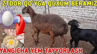 Qo'y boqish sirlari OCHILDI QO'YGA QUXUM BERAMIZ | 🥚