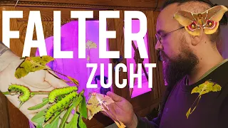 NACHTFALTER & SCHMETTERLINGE züchten (1/2) || Ich stelle unsere Zucht vor! 🪴🐛🦋