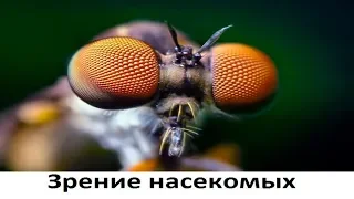 Зрение насекомых