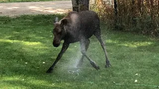 Baby Moose vs Sprinkler