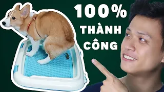 Dạy chó đi vệ sinh đúng chỗ lên khay - Huấn luyện chó đi vệ sinh đơn giản