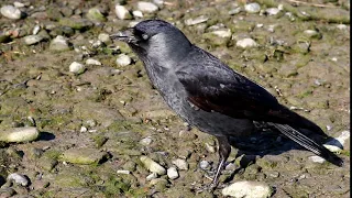 Jackdaw calling