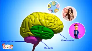 Our Brain - Human Anatomy -Lesson for Kids- School Science Video