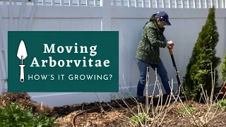 Moving Arborvitae to Create a New Garden Space 🌲 How's It Growing?
