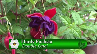 Blooming Junction - Hardy Fuchsias