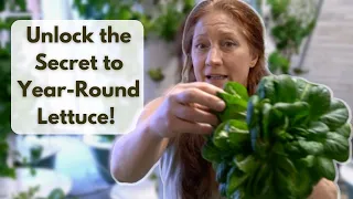 Growing Hydroponic Lettuce Indoors: Unlock the secret to year-round lettuce!