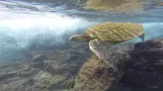 Maui Turtle Swim