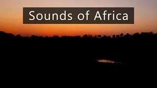 Night in the African savanna - Nature and wildlife sounds