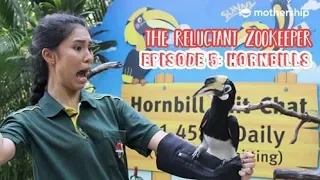 Hornbills vs Humans [The Reluctant Zookeeper Ep 5]