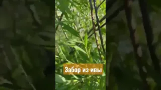 ЗАБОР ИЗ ИВЫ НА ДАЧЕ. Живая изгородь. #шортс #иваамериканка