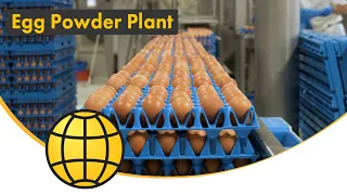 Egg Powder Production Plant - Breaking, Pasteurization, Spray Drying - SANOVO TECHNOLOGY GROUP