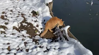 雪にまみれ極寒の中の野良猫たち