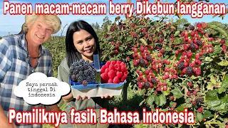 PANEN MACAM MACAM BERRY DI KEBUN LANGGANAN || PEMILIKNYA FASIH BAHASA INDONESIA