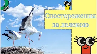 Спостереження за лелекою. Пізнавальне відео для дітей