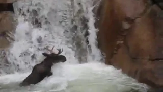 Moose in a Waterfall at the Flume Gorge - White Mountains, NH
