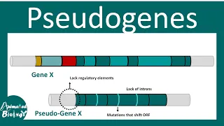 Pseudogene | What is the function of pseudogene? | What is an example of a pseudogene in humans?