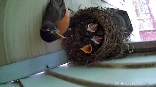 Robins - Hatch to leaving the nest 13 days.