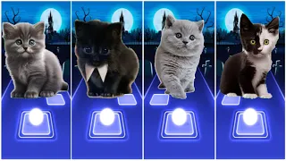 CUTE CATS WEDNESDAY LADY GAGA BLOODY MARY😸TITANIUM BOOMBAYAH😸BLACKPINK LISA MONEY😸JISOO FLOWER KITTY