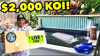 How I got a $2,000 JAPANESE KOI FISH for FREE!