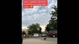 Viral Video: Dog's Reaction to "Run in Opposite Directions" Challenge Has Twitter in Splits