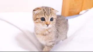 The kitten was so cute that it quietly came next to its owner when it became sleepy.