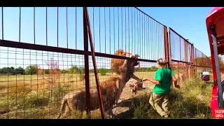 Арест Олега Зубкова! Вот так ЭКСТРЕМАЛЬНО сейчас приходится КОРМИТЬ ЛЬВОВ!