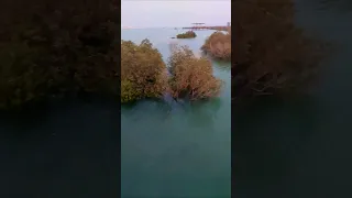 mangrove beach/kayak/almugheirah bay/mangrove/marfa/mirfa/aldhafra/abudhabi/uae