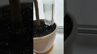 Как сделать капельный полив комнатных растений своими руками из подручных материалов
