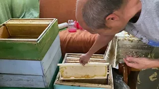 Башкирский мед, липовый