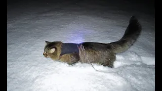 PURRN's FIRST SNOW OUTING OF 2022 | NORWEGIAN FOREST CAT